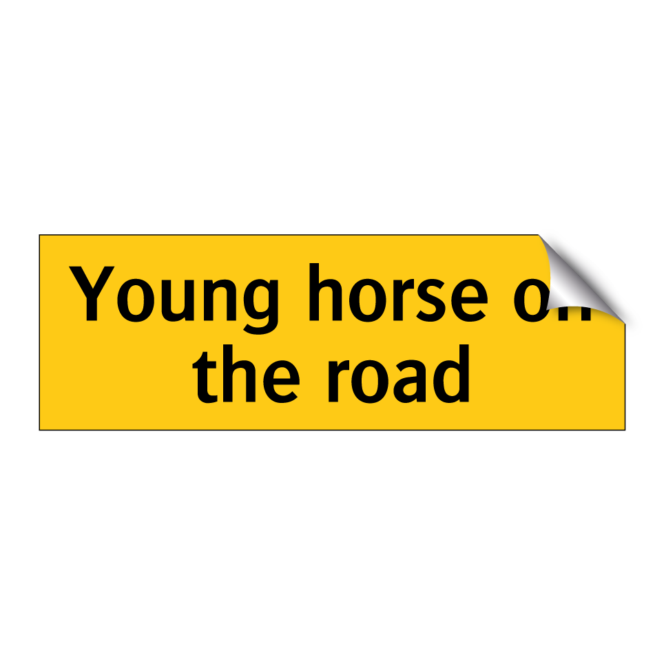Young horse on the road