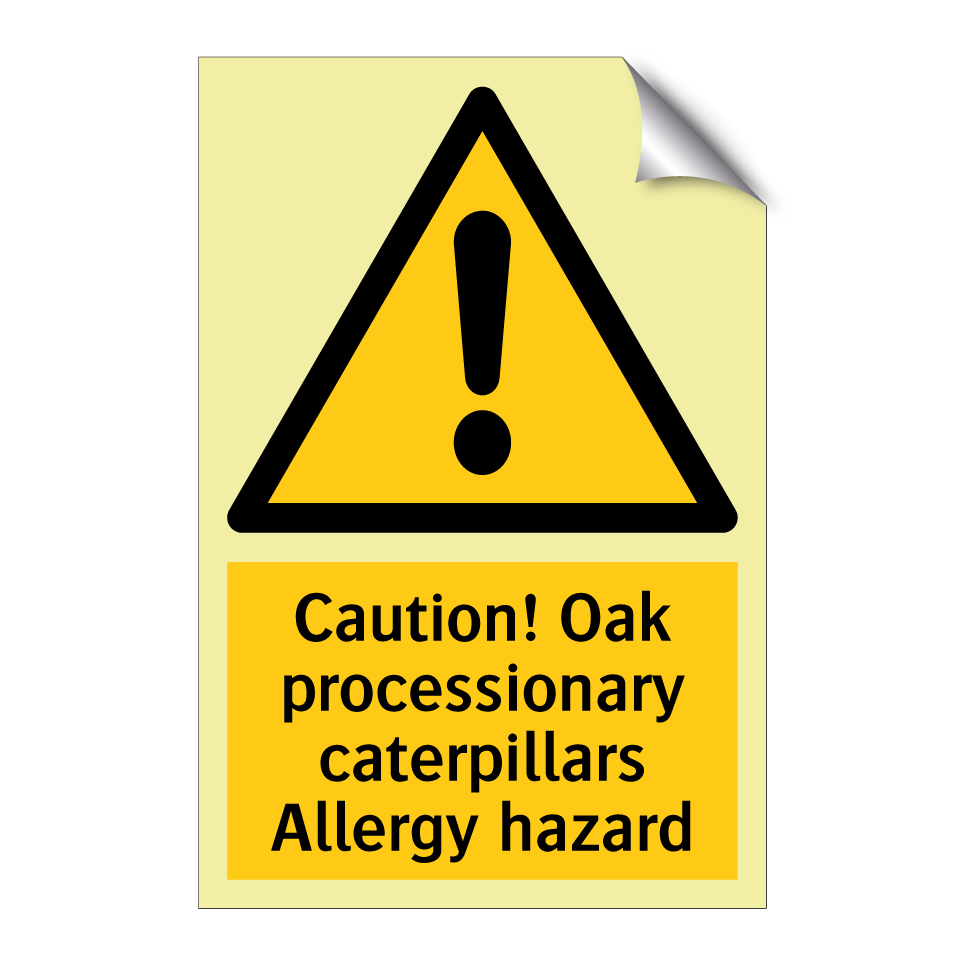 Caution! Oak processionary caterpillars Allergy hazard