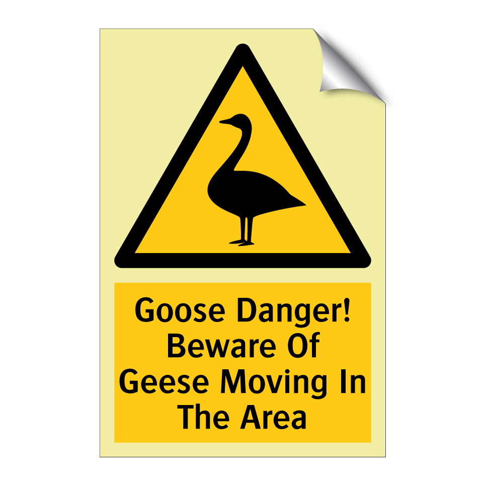 Goose Danger! Beware Of Geese Moving In The Area