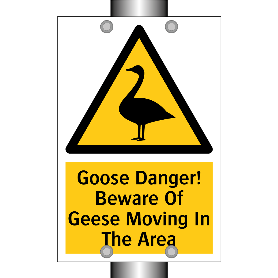 Goose Danger! Beware Of Geese Moving In The Area