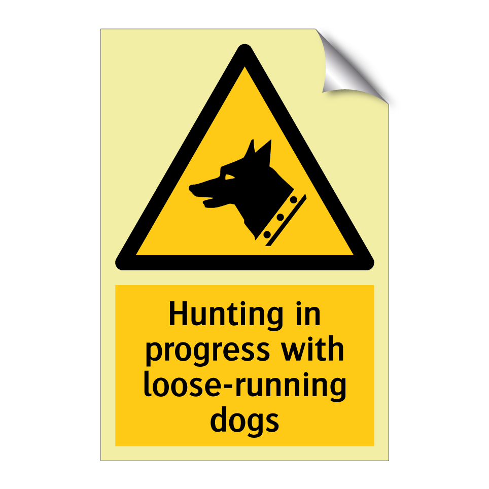 Hunting in progress with loose-running dogs
