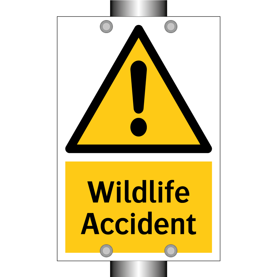 Wildlife Accident