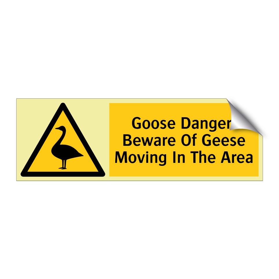 Goose Danger! Beware Of Geese Moving In The Area
