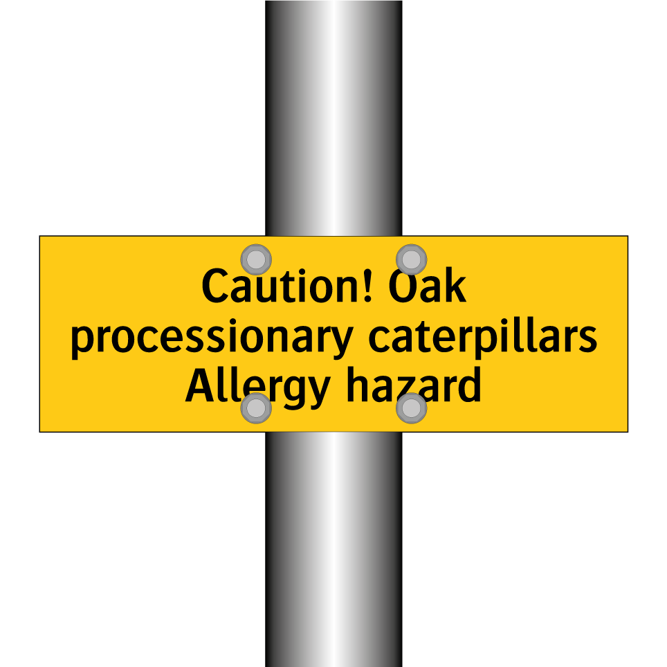 Caution! Oak processionary caterpillars Allergy hazard