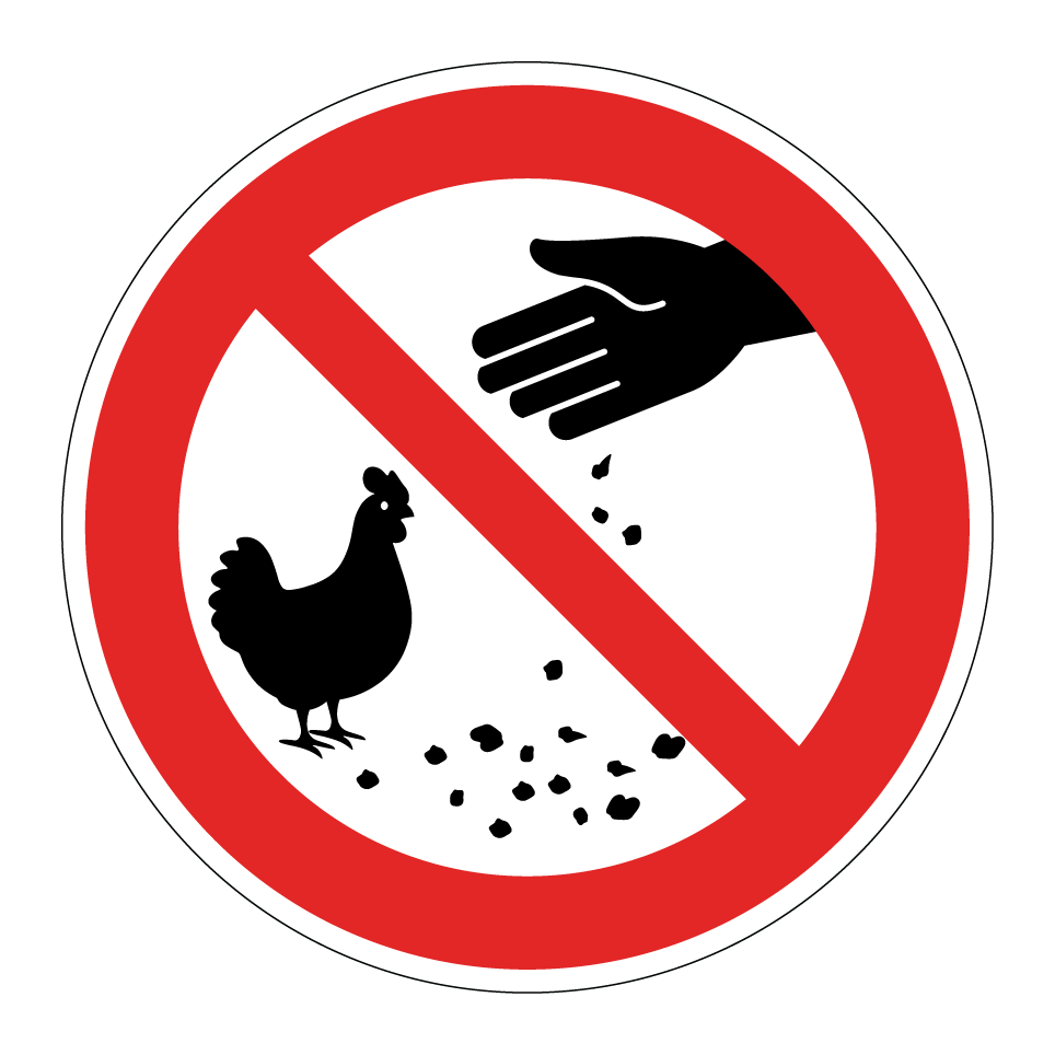 No feeding chickens