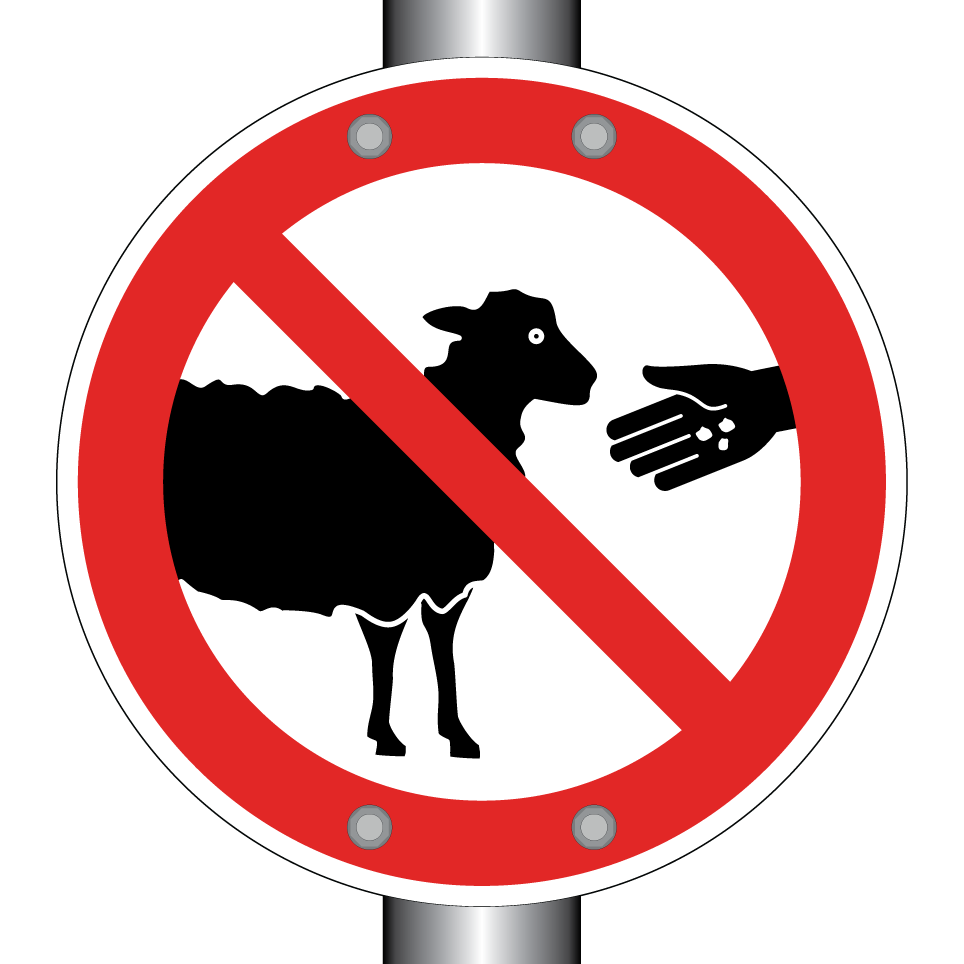 No feeding sheep