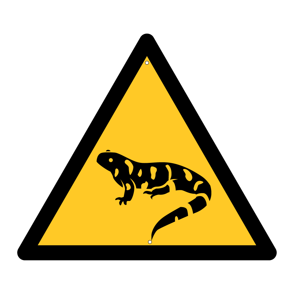 Warning salamander