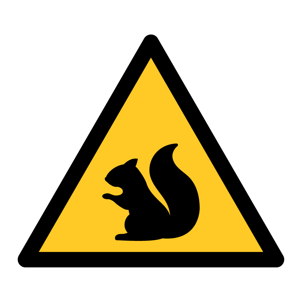 Warning squirrel