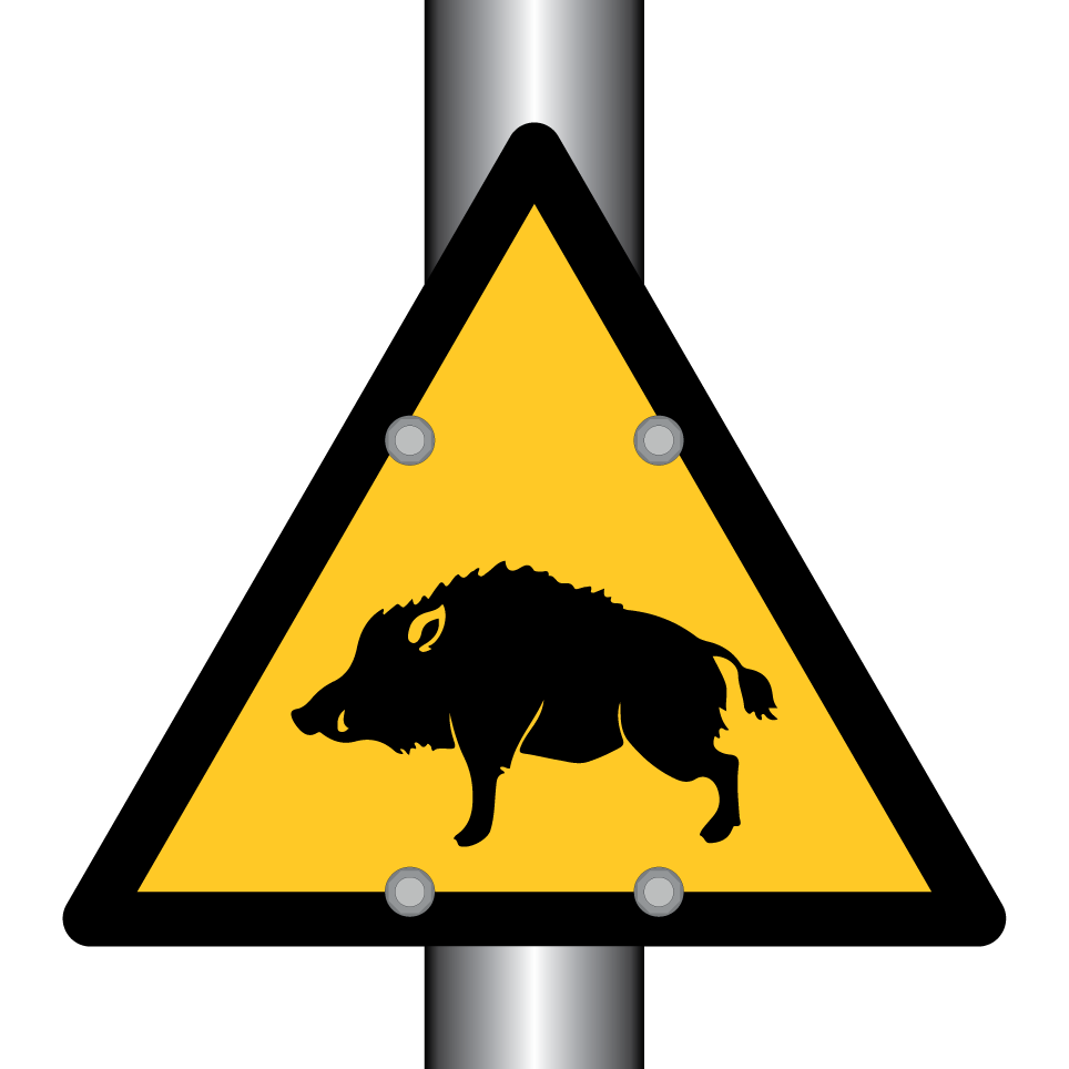 Warning wild boar